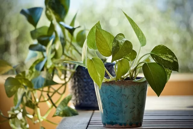 Epipremnum Scindapsus растения за хубав живот